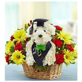 Grad Pup