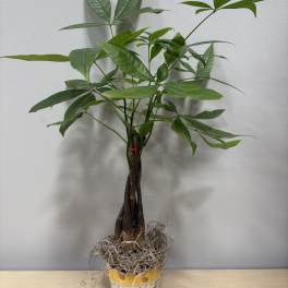 Potted money tree plant with braided trunk and green leaves