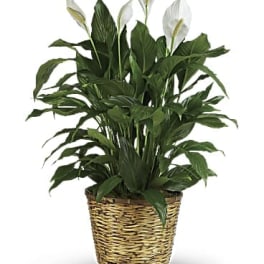 Potted peace lily with white blooms in a woven basket