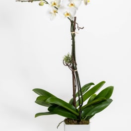 Double White Orchid
