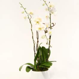 White orchid plant in a white pot