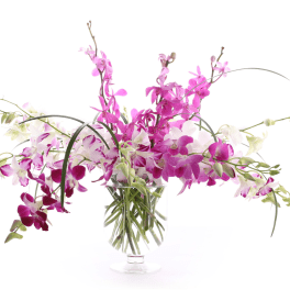 ORCHID VIBES