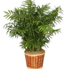 Potted palm plant in a woven basket planter