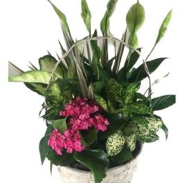 Basket arrangement of pink flowers and assorted green foliage