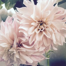 Close-up of pale pink dahlia blooms