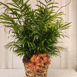 Potted green palm plant in a woven basket with dried orange flowers