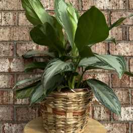 Potted green houseplant in a woven basket planter