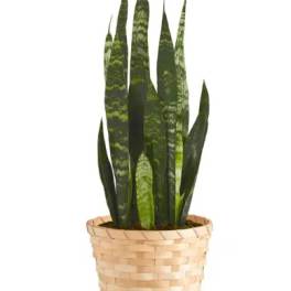 Snake plant in a woven basket planter