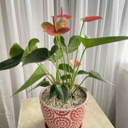 Potted anthurium plant with pink blooms in a patterned ceramic pot
