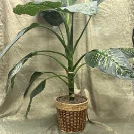 Potted tropical plant with large variegated green leaves in a woven basket
