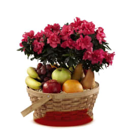The FTD Encircling Grace Fruit & Plant Basket