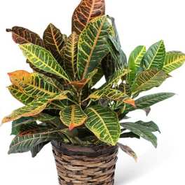Potted croton plant with multicolored leaves in a woven basket