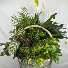 Basket of assorted green houseplants with white peace lilies