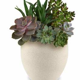 Modern Stone Succulent Garden