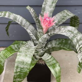 Potted bromeliad with striped green leaves and a pink flower spike