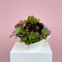 Succulent Garden