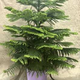 Potted evergreen plant with layered branches in a lavender pot