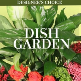 Dish Garden DC 40