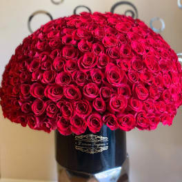 Large dome of red roses tightly arranged in a black hat box-style container