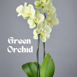 Green Orchid