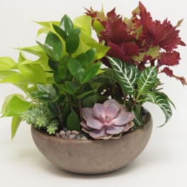 Mixed succulent and foliage arrangement in a round bowl planter