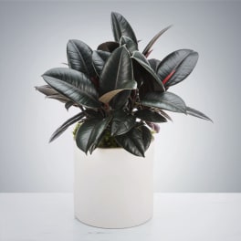 Rubber Plant