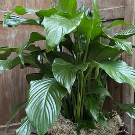 Potted peace lily with white blooms in a blue ceramic planter