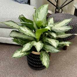 Potted variegated green houseplant in a black woven basket