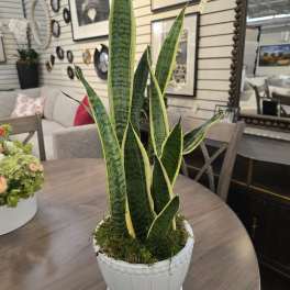 Potted snake plant with tall variegated green leaves in a white ceramic pot on a wooden table indoors