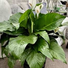 Large peace lily plant in a black pot with white blooms