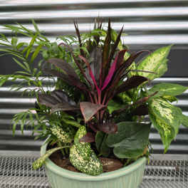 Mixed potted tropical plants in a mint-green ceramic bowl
