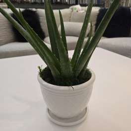 Potted green aloe plant in a white ceramic pot on a white table
