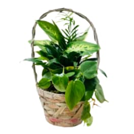 Basket of green houseplants with a woven handle
