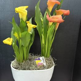 Potted calla lilies in yellow and orange with a white textured container