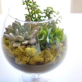 Succulent arrangement in a clear glass bowl with moss