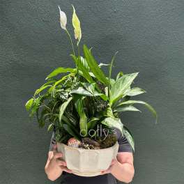 12" Dish Garden