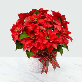 Red poinsettia plant in a white basket with a plaid ribbon
