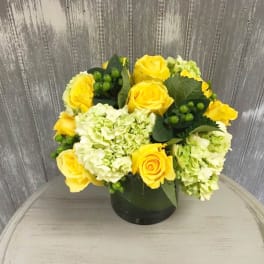 Rose Classic