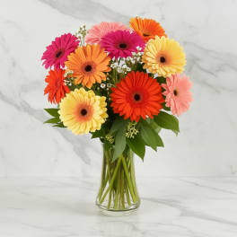 Happy Bay Gerberas