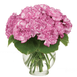 Pink carnations in a clear glass vase