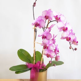 Pink orchid plant in a gold pot with a magenta ribbon