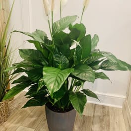 Potted peace lily plant with white blooms in a dark container