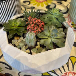 Mod Succulent Planter