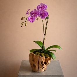 Singola Orchidea (Top Seller)