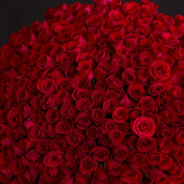 Large round bouquet of red roses against a dark background
