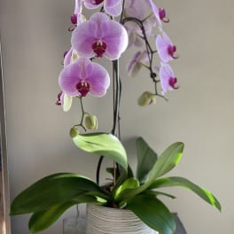 Potted pink orchid with several blooms in a white textured pot