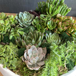 A shallow bowl filled with assorted succulents in green and pink tones