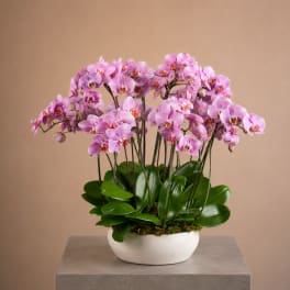 Orchide Bellissime