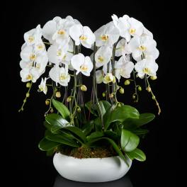 White orchids in a white ceramic bowl planter