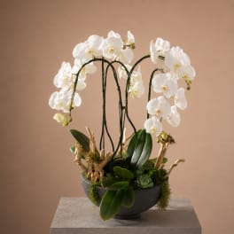 Orchidea Bianca